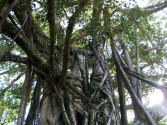 Ficus prolixa