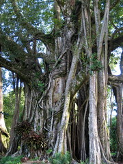 Ficus prolixa
