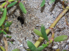 Dorymyrmex antillanus