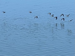 Calidris virgata