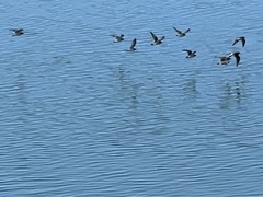 Calidris virgata