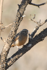 Emberiza striolata