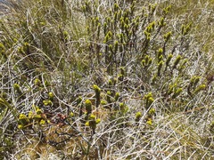 Veronica pauciramosa