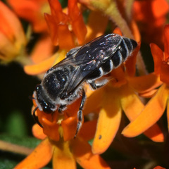 Colletes nudus