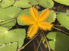 Nymphoides crenata