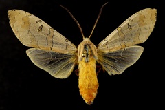 Halysidota cinctipes