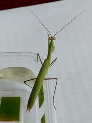 Mantis religiosa