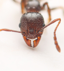 Pheidole crassicornis