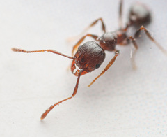 Pheidole crassicornis