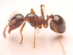 Pheidole crassicornis