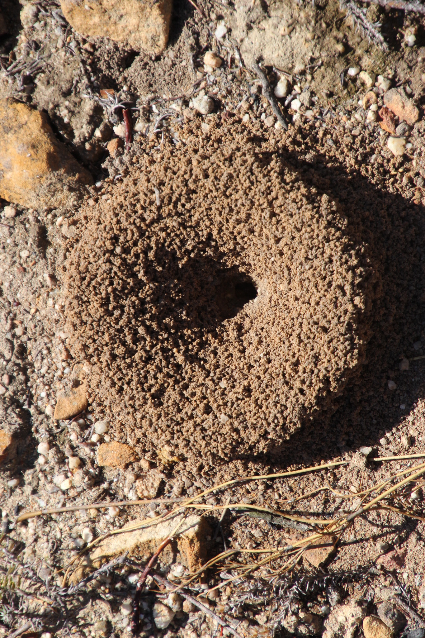 Camponotus vestitus vestitus
