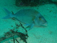 Nemadactylus douglasii