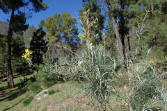 Senecio flaccidus douglasii