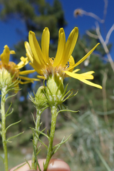 Senecio flaccidus douglasii