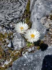 Xerochrysum milliganii