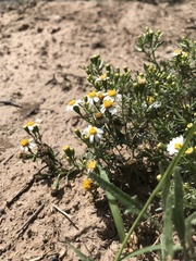 Thymophylla concinna