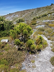 Athrotaxis selaginoides
