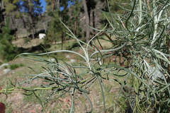 Senecio flaccidus douglasii