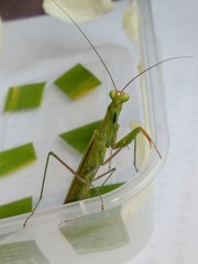 Mantis religiosa