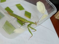Mantis religiosa
