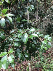 Eugenia copacabanensis