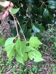 Eugenia copacabanensis