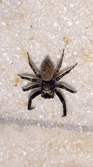 Coryphasia nigriventris