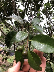 Eugenia copacabanensis