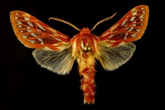 Lophocampa roseata