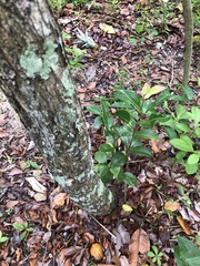 Eugenia copacabanensis