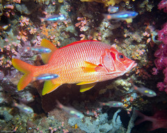 Sargocentron spiniferum