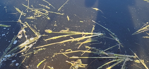 Image of Sagittaria sanfordii by (c) Chris Winchell, some rights reserved (CC BY)