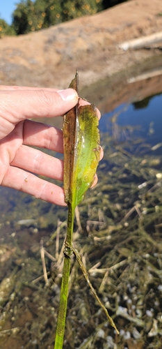 Image of Sagittaria sanfordii by (c) Chris Winchell, some rights reserved (CC BY)