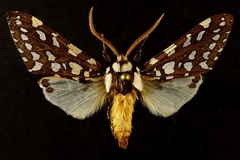 Lophocampa ingens