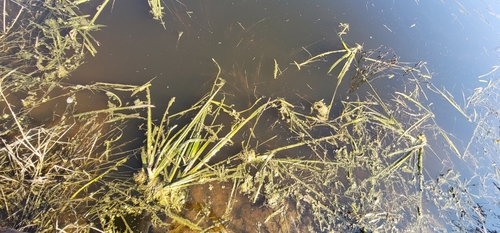 Image of Sagittaria sanfordii by (c) Chris Winchell, some rights reserved (CC BY)