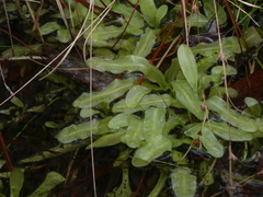 Pinguicula primuliflora