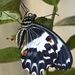 Papilio amynthor - Photo (c) Adrien Cretin，保留部份權利CC BY-NC-SA