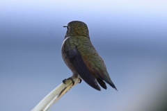 Selasphorus sasin sedentarius
