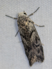 Lichenaula onychotypa