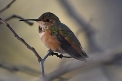 Selasphorus sasin sedentarius