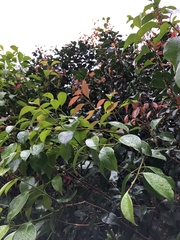 Eugenia copacabanensis