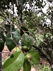 Eugenia copacabanensis