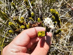 Veronica pauciramosa