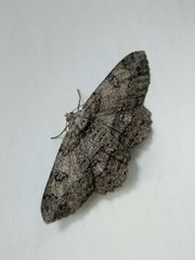 Geometridae