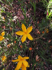 Menodora