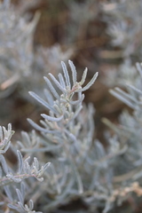 Krascheninnikovia lanata