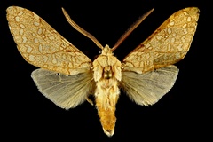 Lophocampa mixta