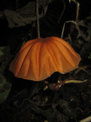Marasmius berteroi