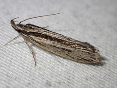 Pytinaea schistopa