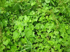 Menispermum dauricum